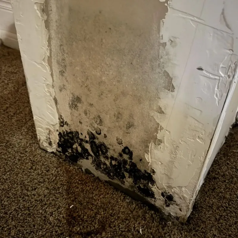 Professional Mold Removal in Iraan, TX